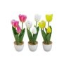 22-3103 ΠΑΚΕΤΟ ΜΕ 6 ΤΜΧ. Γλαστράκι 3 Τουλίπες 34cm