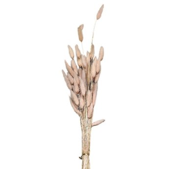 22-3109 Μπουκέτο Αποξηραμένα Bunny Tails 25 Κλαδιά ροζ 60cm