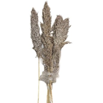 22-3110 Αποξηραμένα Pampas 7 Κλαδιά 70cm