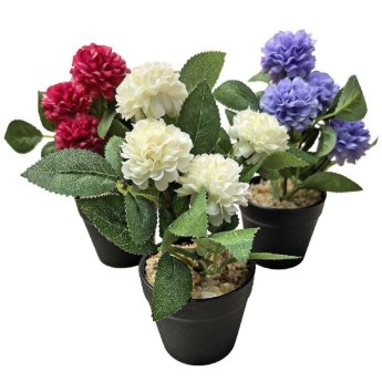 22-3015 ΠΑΚΕΤΟ ΜΕ 12 ΤΜΧ.  Γλαστράκι Μαύρο με Χώμα KAI Χρυσάνθεμα 20x o7.5cm